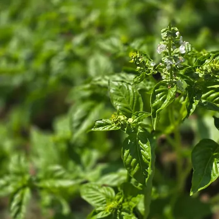 別荘 в селска местност *