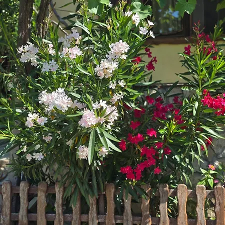 в селска местност 펜션